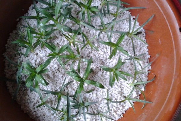 无根的康乃馨如何种植，涂抹生根剂后插入土壤中