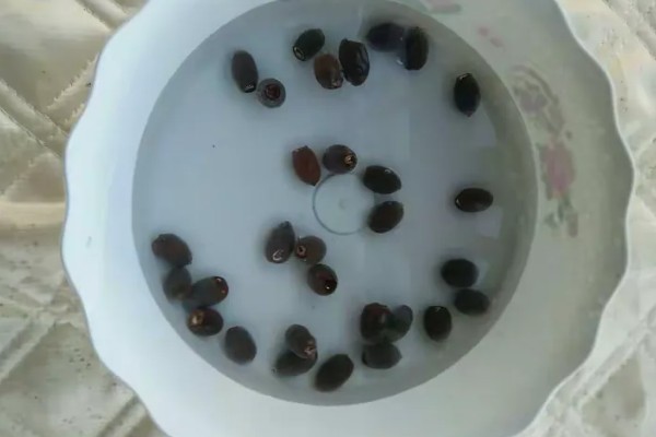 碗莲怎么进行无土栽培,每隔1周追施一次营养液