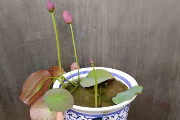 碗莲怎么进行无土栽培,每隔1周追施一次营养液