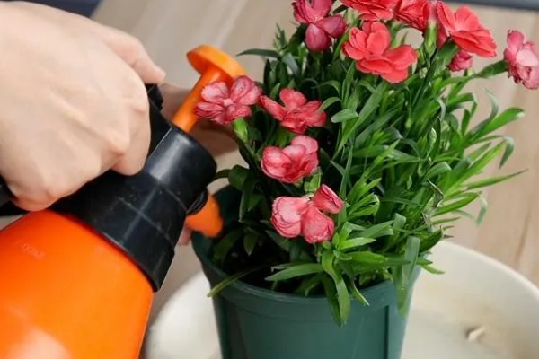 无根的康乃馨如何种植，涂抹生根剂后插入土壤中