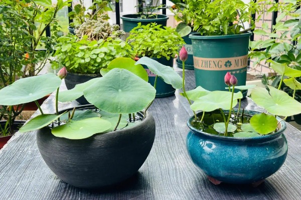 碗莲怎么进行无土栽培,每隔1周追施一次营养液