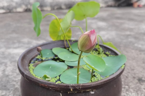 碗莲怎么进行无土栽培,每隔1周追施一次营养液