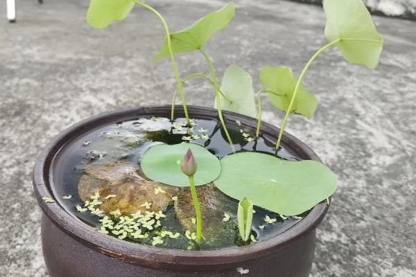 碗莲怎么进行无土栽培,每隔1周追施一次营养液