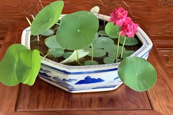 碗莲怎么进行无土栽培,每隔1周追施一次营养液