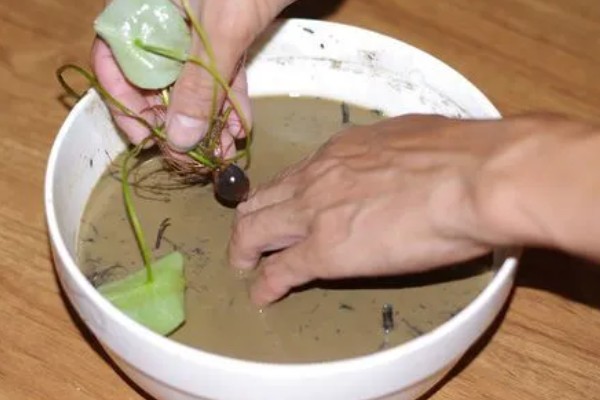 碗莲怎么进行无土栽培,每隔1周追施一次营养液