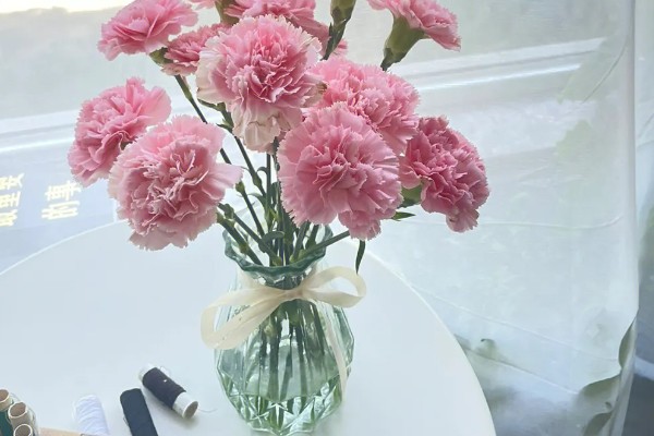 无根的康乃馨如何种植，涂抹生根剂后插入土壤中