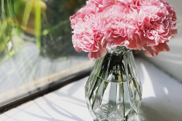 无根的康乃馨如何种植，涂抹生根剂后插入土壤中