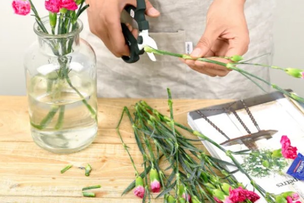 无根的康乃馨如何种植，涂抹生根剂后插入土壤中