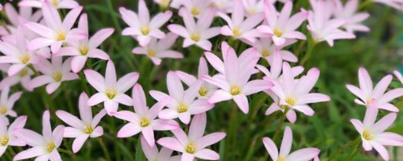 风雨兰有多少种颜色，有两百多种颜色