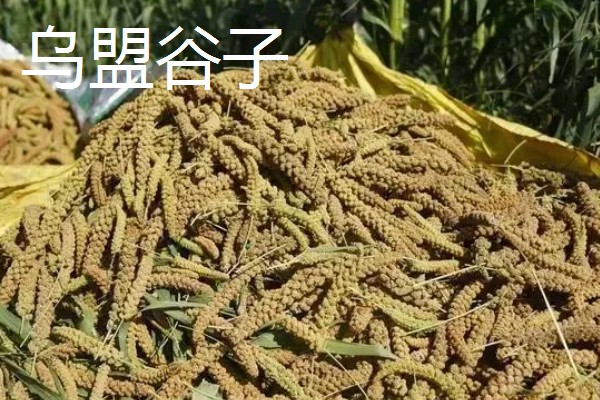 内蒙古丰镇市的特产,有丰镇月饼、乌盟谷子等种类