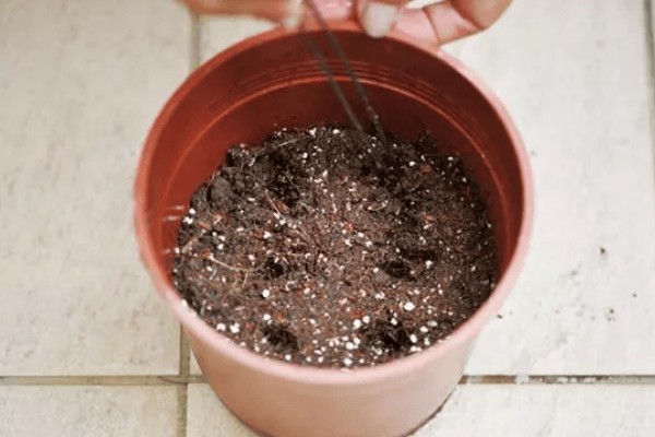 长寿花的播种方法，均匀撒播再浇水覆膜