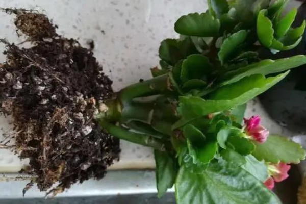 长寿花的播种方法，均匀撒播再浇水覆膜