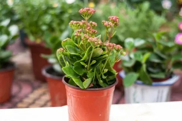 长寿花的播种方法，均匀撒播再浇水覆膜