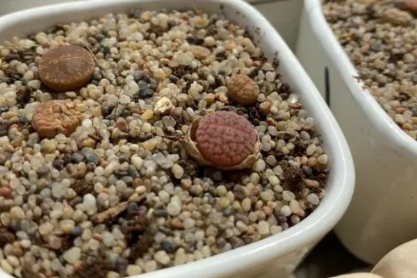 怎么判断生石花已经死了,可以观察植株的表面的状态