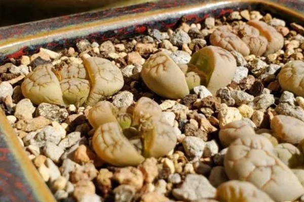 怎么判断生石花已经死了,可以观察植株的表面的状态