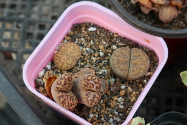 怎么判断生石花已经死了,可以观察植株的表面的状态