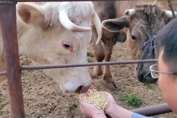 牛冬天可以吃麸皮吗，可以喂麸皮
