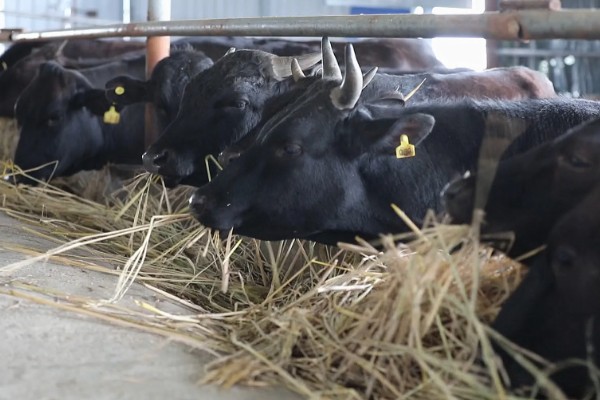 牛冬天可以吃麸皮吗，可以喂麸皮