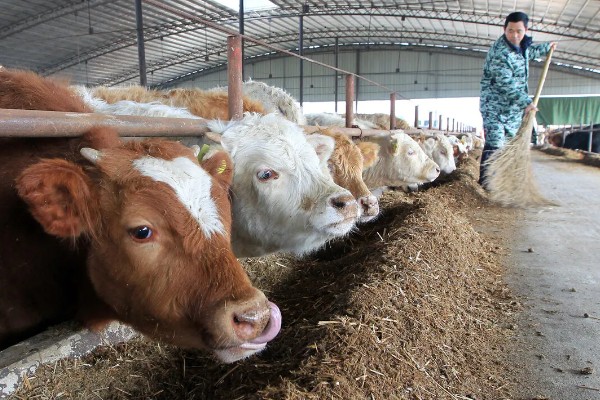 牛冬天可以吃麸皮吗，可以喂麸皮