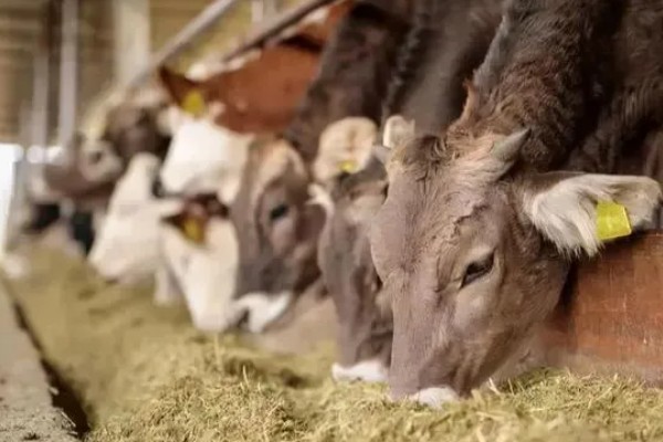 牛冬天可以吃麸皮吗，可以喂麸皮