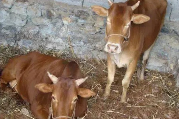 牛冬天可以吃麸皮吗，可以喂麸皮