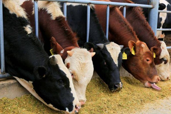 牛冬天可以吃麸皮吗，可以喂麸皮