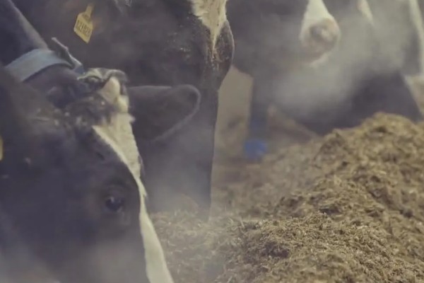 牛冬天可以吃麸皮吗，可以喂麸皮