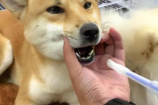 犬猫弯杆菌病怎么治疗,使用红霉素、庆大霉素等药物有疗效