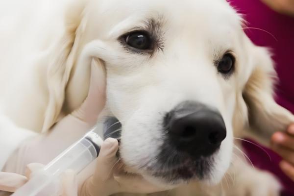 犬猫弯杆菌病怎么治疗,使用红霉素、庆大霉素等药物有疗效