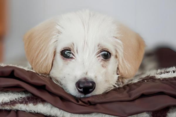 犬猫弯杆菌病怎么治疗,使用红霉素、庆大霉素等药物有疗效