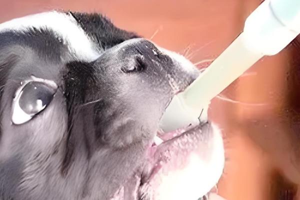 犬猫弯杆菌病怎么治疗,使用红霉素、庆大霉素等药物有疗效