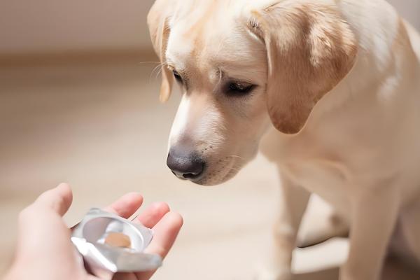 犬猫弯杆菌病怎么治疗,使用红霉素、庆大霉素等药物有疗效