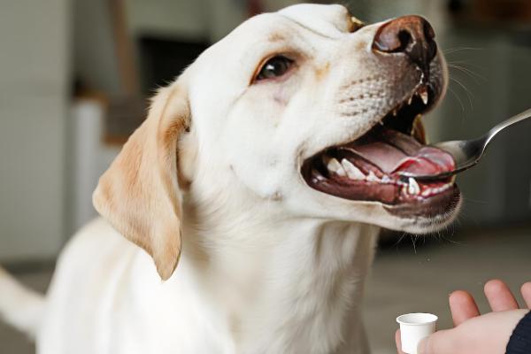 犬猫弯杆菌病怎么治疗,使用红霉素、庆大霉素等药物有疗效