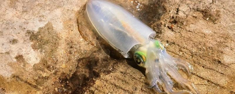 为什么要在鱿鱼船上面钓鱿鱼，生活在深海中无法进行岸钓