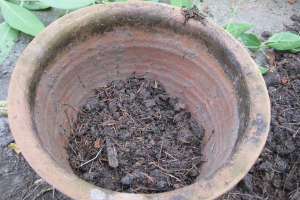 云南清香木下山桩如何栽培，根据根系大小准备合适的花盆