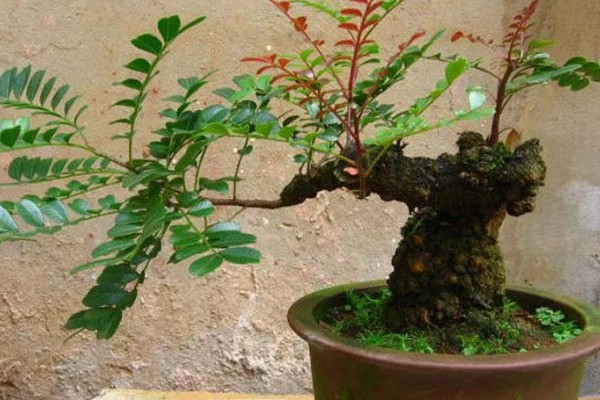 云南清香木下山桩如何栽培，根据根系大小准备合适的花盆