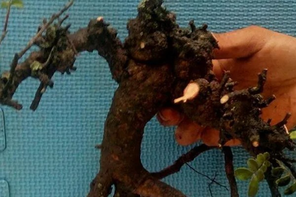 云南清香木下山桩如何栽培，根据根系大小准备合适的花盆