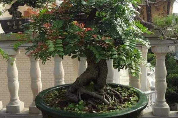 云南清香木下山桩如何栽培，根据根系大小准备合适的花盆