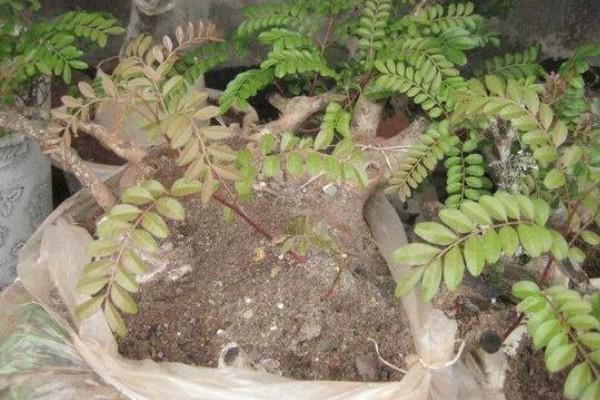 云南清香木下山桩如何栽培，根据根系大小准备合适的花盆