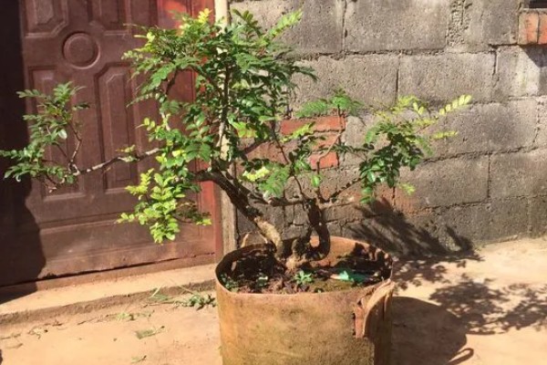 云南清香木下山桩如何栽培，根据根系大小准备合适的花盆