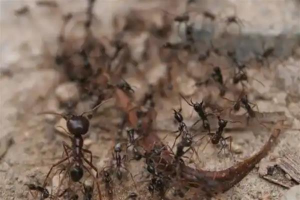 蚂蚁是不是动物，属于昆虫纲膜翅目动物
