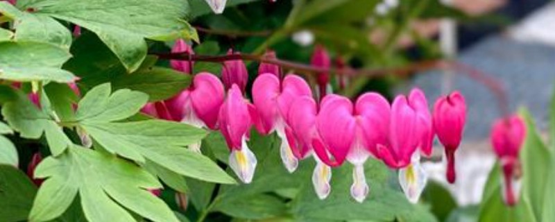 荷包牡丹的种植时间，在10月份左右种植成活率最高