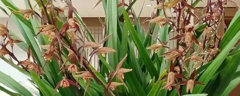 墨兰花怎么养殖，定期换盆可让植株健康生长