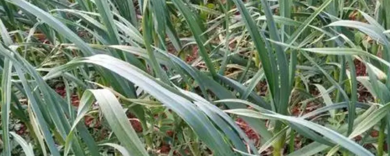 红头蒜苗种子的播种方法，发芽的适宜温度为20℃左右