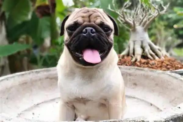 狗流口水的原因及防治方法，可能是口腔出现异物所致