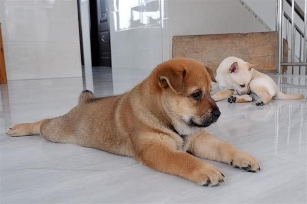 狗流口水的原因及防治方法，可能是口腔出现异物所致