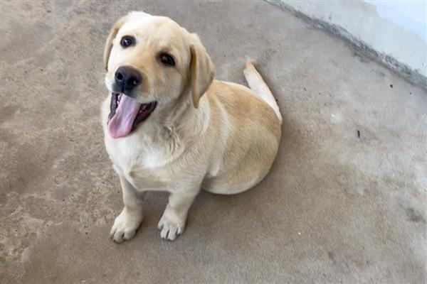 狗流口水的原因及防治方法，可能是口腔出现异物所致