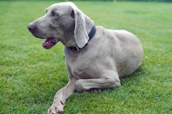 狗流口水的原因及防治方法，可能是口腔出现异物所致