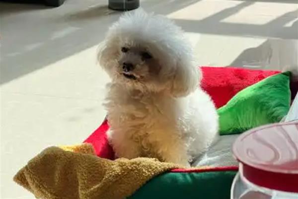 狗流口水的原因及防治方法，可能是口腔出现异物所致