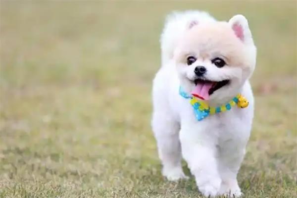 狗流口水的原因及防治方法，可能是口腔出现异物所致